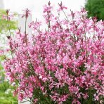 Gaura Lindheimerova (Gaura Lindheimeri) ‘SUNSET DREAMS’ - výška 10-15 cm, kont. C2L